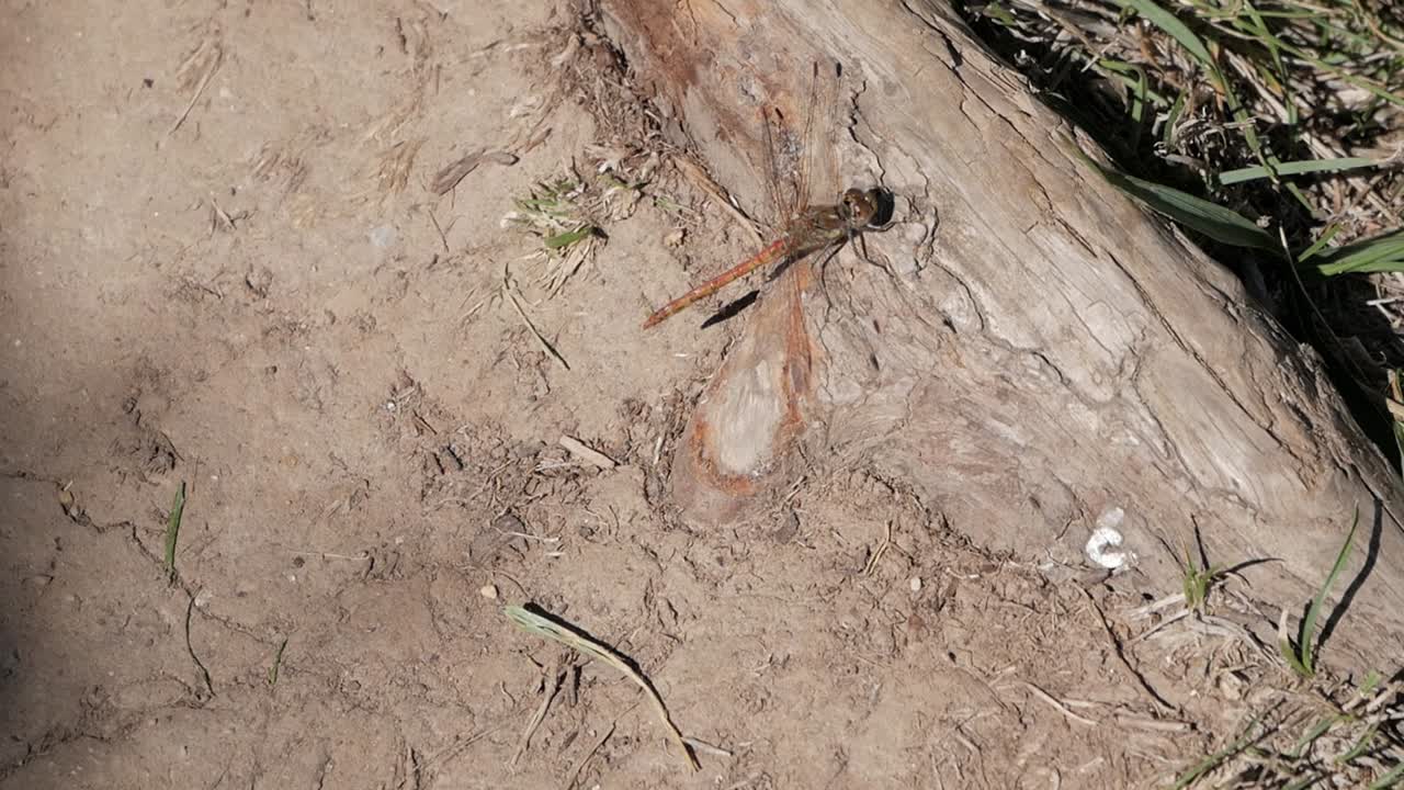 Dragonfly resting on a log in nature, showcasing intricate details of its wings