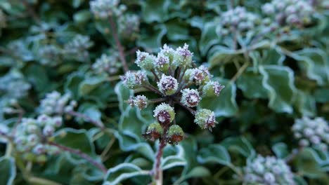 Frost-covered-Ivy.-February.-UK