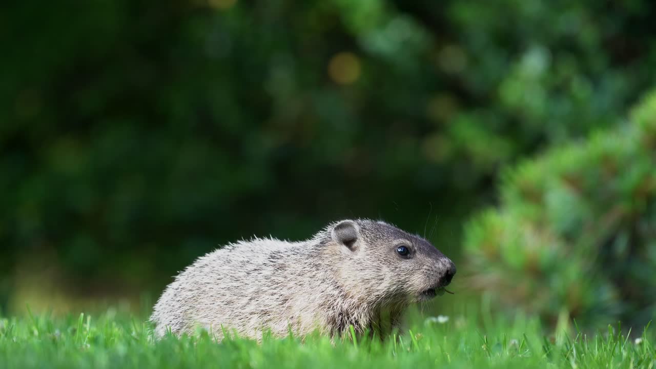 나무그늘 아래에서 풀을 먹고 있는 마모