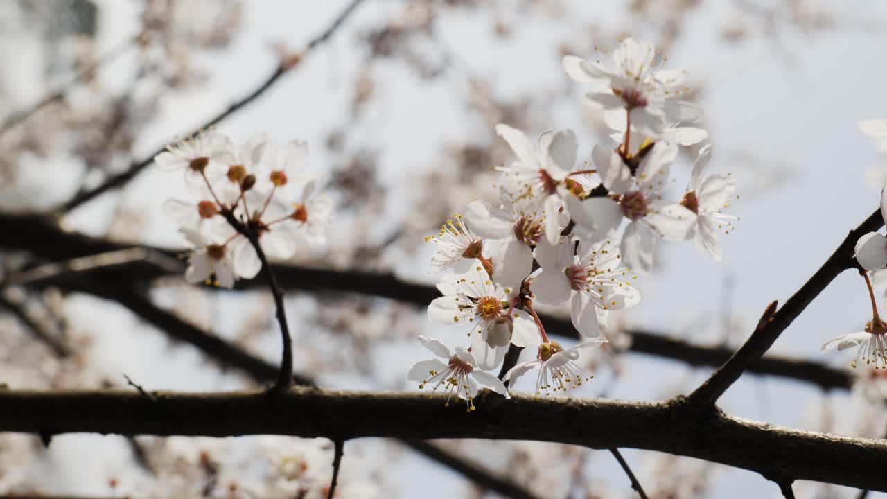 Primo piano verticale di fiori bianchi all'inizio della primavera in un parco pubblico in una giornata di sole