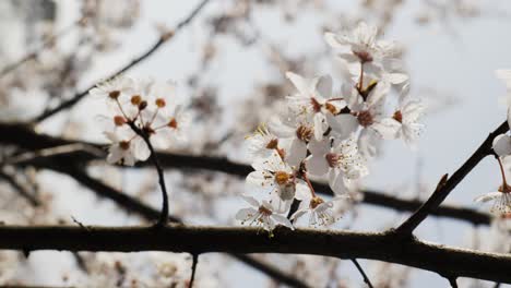 Vertical-Close-Up-With-White-Flowers-At-Early-Spring-In-A-Public-Park-On-A-Sunny-Day