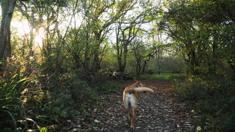 Un-Perro-Labrador-Caminando-Por-El-Bosque-A-Cámara-Lenta