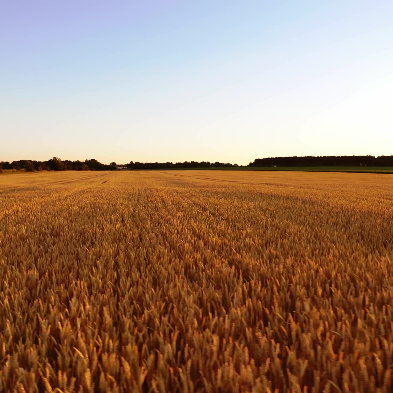 Agriculturist among golden field. Farmer walking on a ripe field and touching ears of wheat at sunset. Agriculture concept.