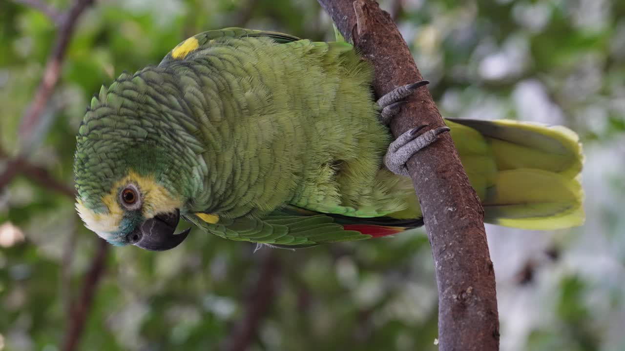 retrato en cámara lenta del loro amazona aestiva posado en una rama en la selva, primer plano