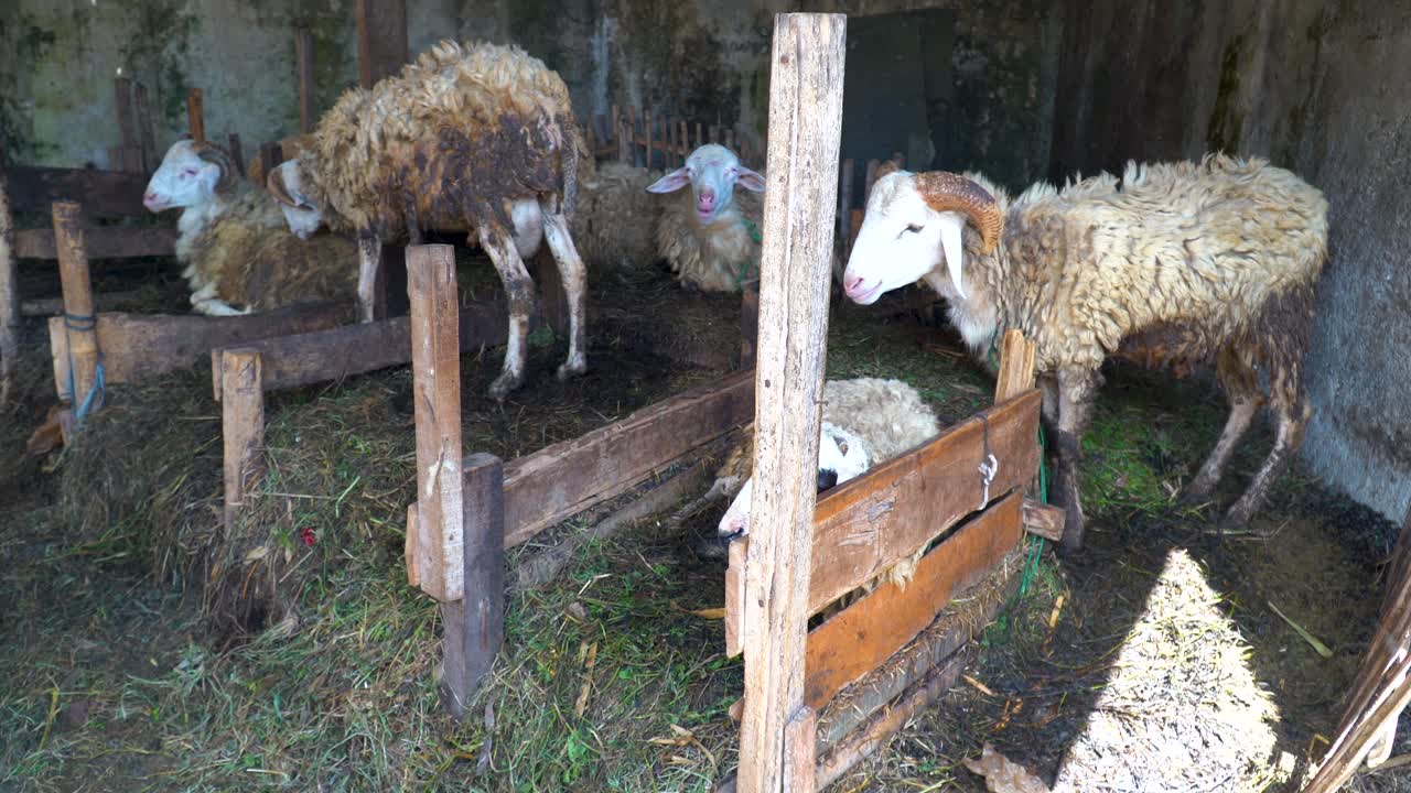 Pecore emaciate e sporche in un recinto disordinato in una fattoria.