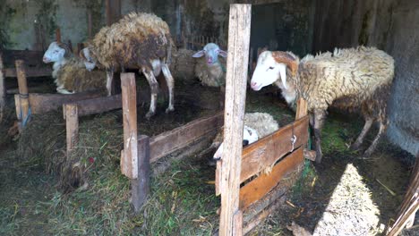 emaciated and dirty sheep in untidy pen on animal farm