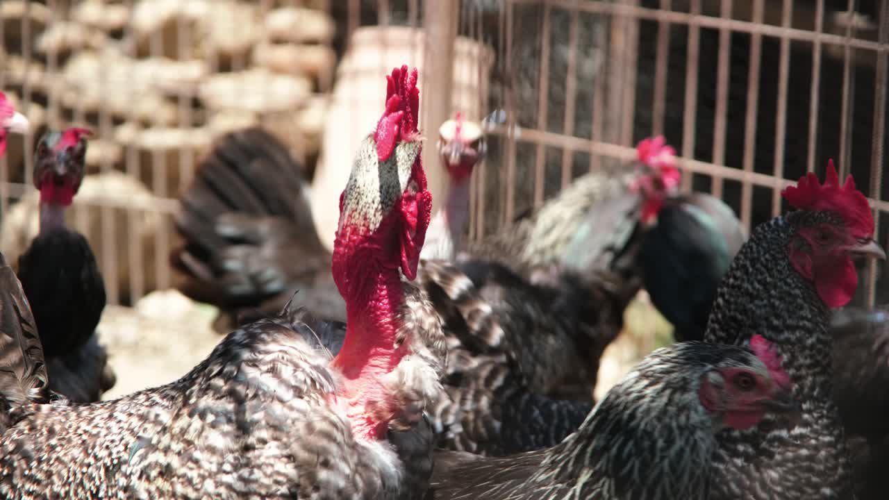 gallo calvo de cuello desnudo sano en área rural, campo húngaro. aves de corral domésticas en pequeñas granjas de ganado sostenible orgánico