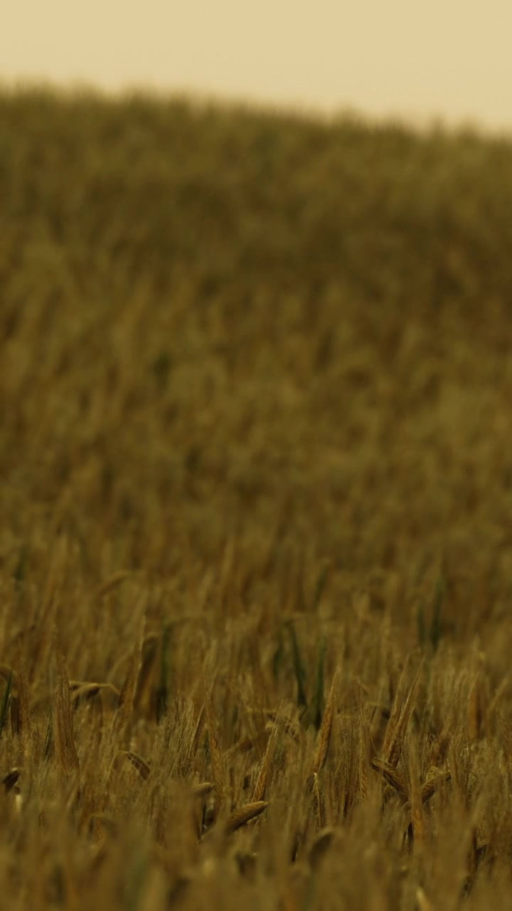 Campo di grano dorato con il tramonto sullo sfondo di sera.