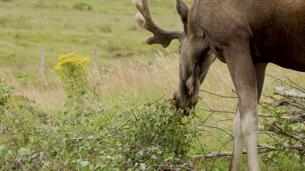 A moose with velvet antlers feeds on green shrubs in a grassy Highland meadow under soft daylight, captured in a steady medium shot