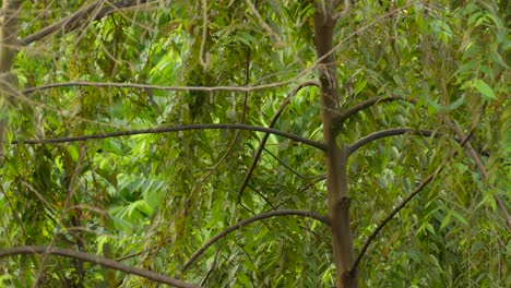 Midsized-orange-and-black-birds-shelters-behind-the-leafy-branches-of-the-rainforest-trees