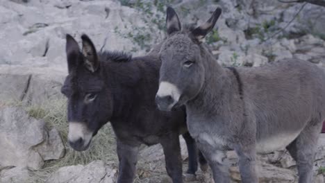 a close-up shot of beautiful donkeys in nature