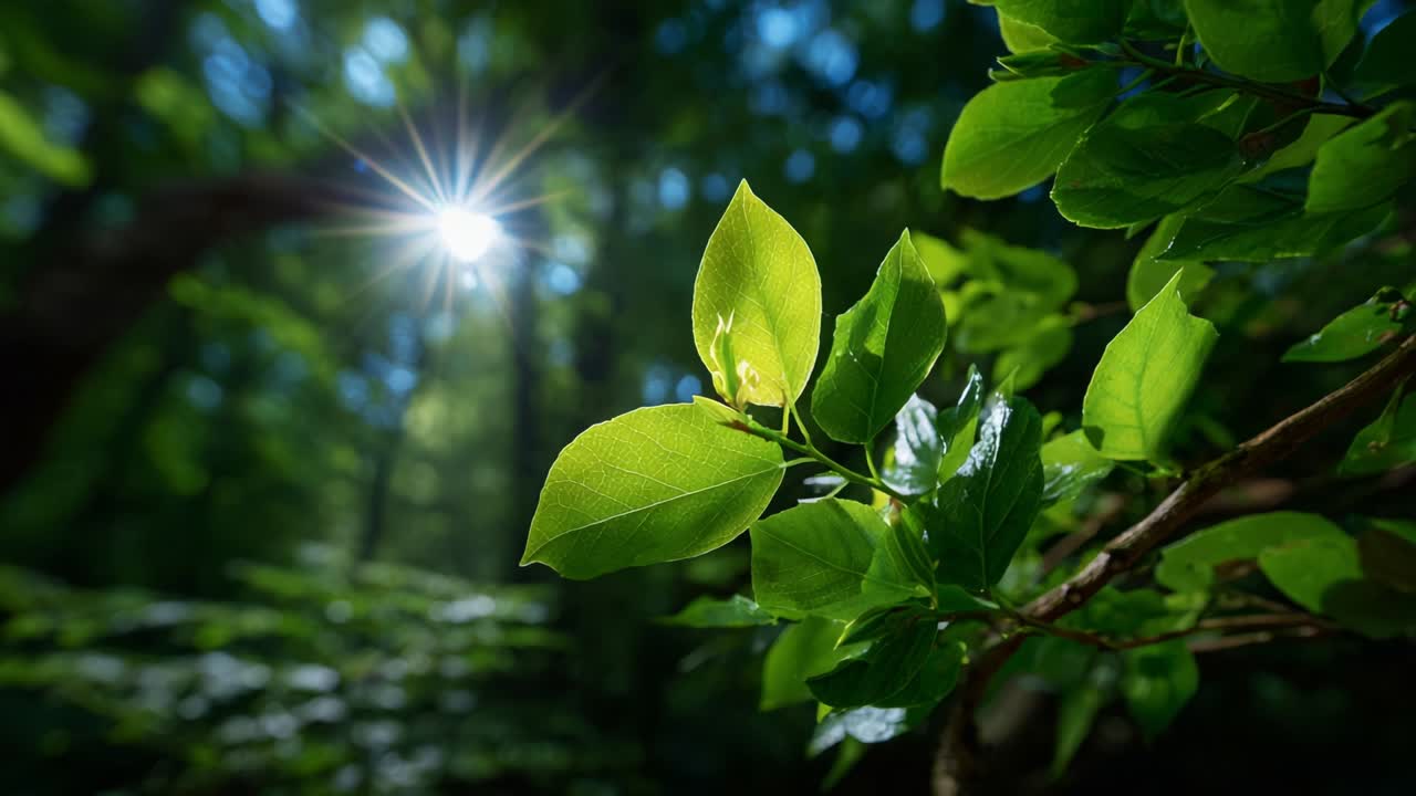 A Radiant Display of Nature: Sunlight Illuminating Vibrant Green Leaves in a Lush Forest, Capturing the Serenity and Beauty of the Natural World in this Enchanting Scene