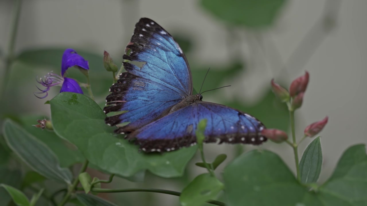 A vibrant Blue Morpho butterfly (Morpho peleides) is shown with its wings spread open, revealing their iconic iridescent blue color and distinct dark-brown edges with white spots.