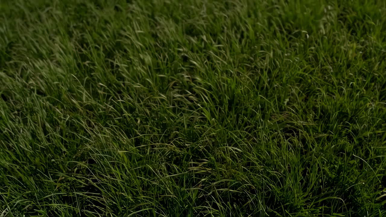 Leaning Tower of Pisa and Grass Field