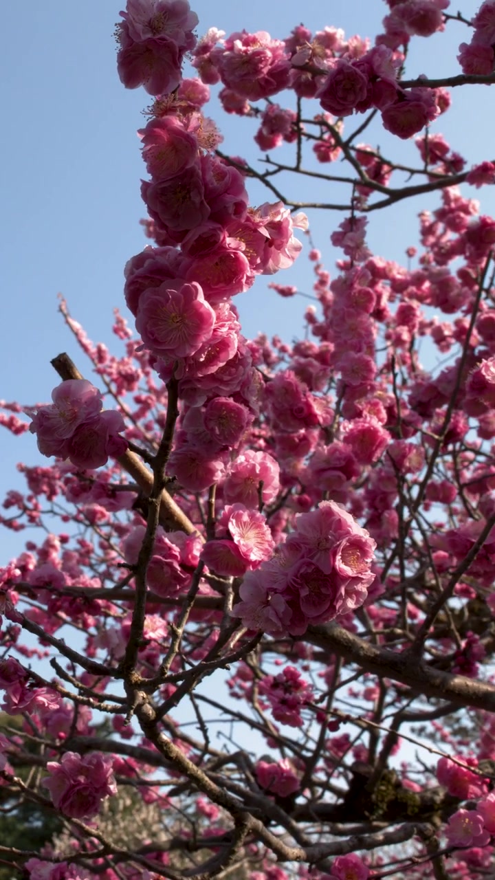Fiori di pruno rosa ondeggiano dolcemente sui rami degli alberi contro un cielo primaverile azzurro e limpido.