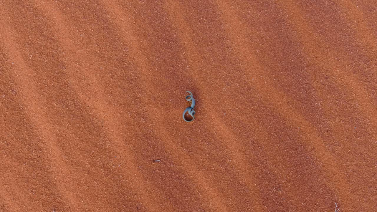 요르단에 있는 와디 럼의 붉은 모래가 있는 적대적인 사막 환경에서 자라는 작은 녹색 곱슬 잎 식물의 하향식 전망