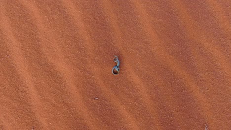 Top-down-view-of-small-green-curly-leaf-plant-growing-in-a-hostile,-desert-environment-with-red-sand-of-Wadi-Rum-in-Jordan