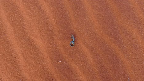 vista de arriba hacia abajo de una pequeña planta verde de hoja rizada que crece en un ambiente hostil y desértico con arena roja de wadi rum en jordania