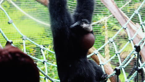 siamang gibbon howling while hanging in a swing net at natural forest park zoo