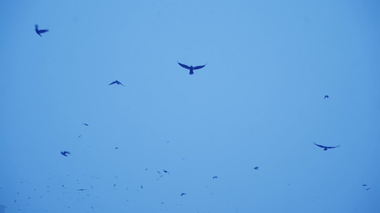 Flock of black birds in the gloomy sky. Cold winter evening