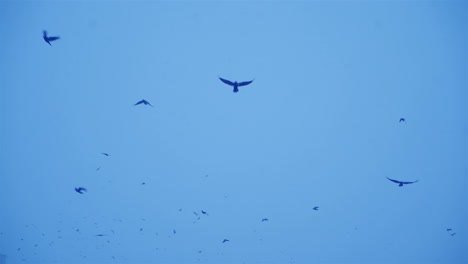 flock of black birds in the gloomy sky. cold winter evening