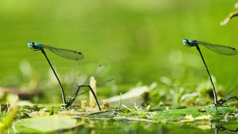 small damselfly mating in a grassy area - macro shot