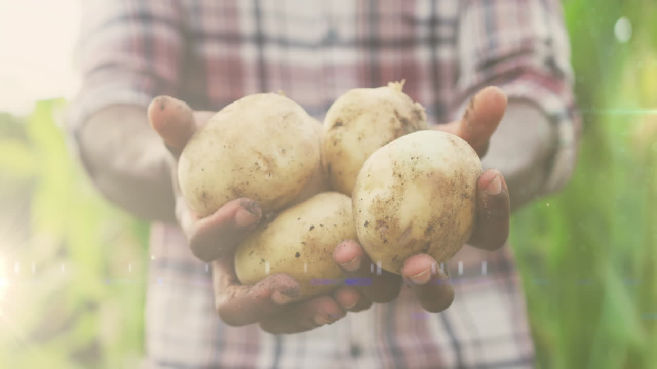 punto de luz contra la sección media del hombre afroamericano sosteniendo patatas en el jardín