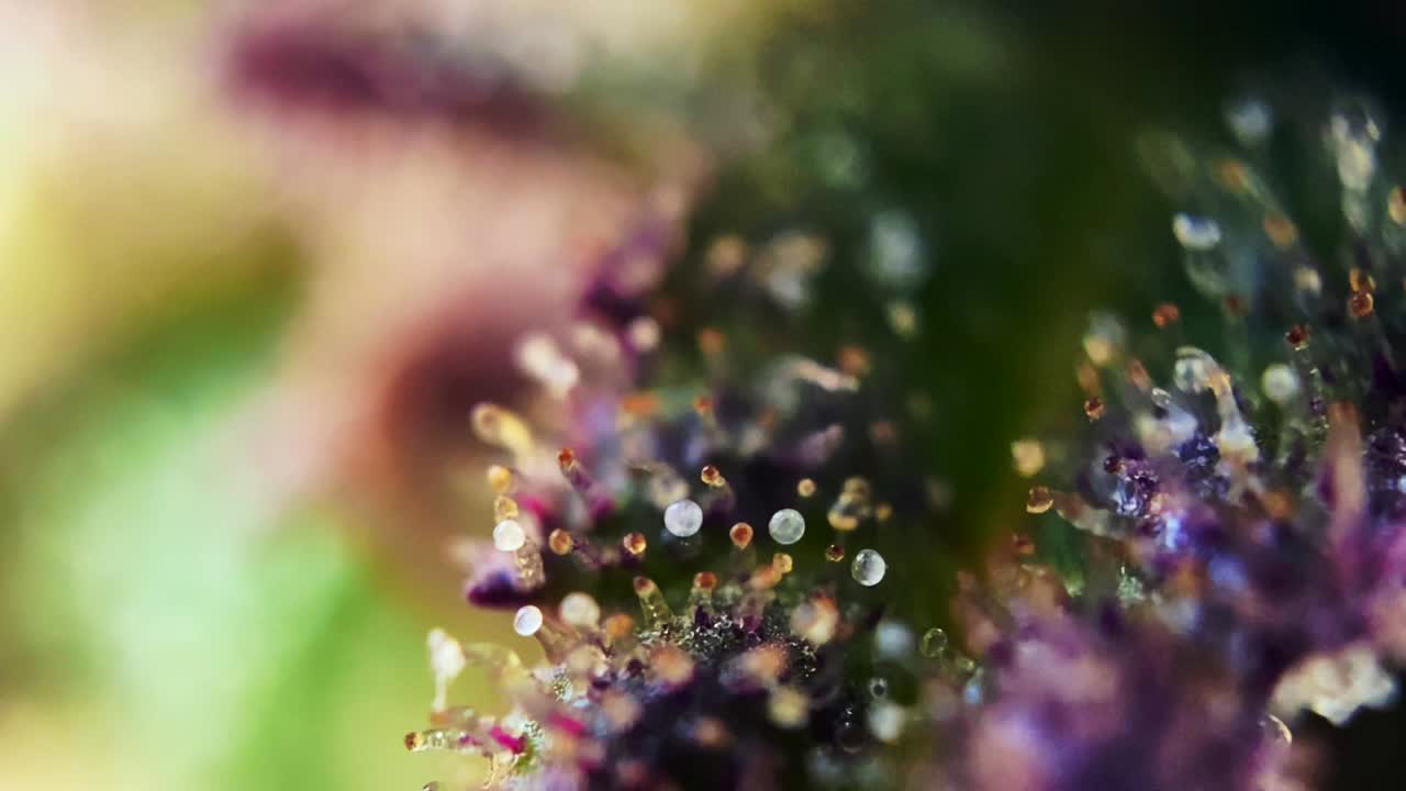 cabezas de color ámbar lechoso trichomes de cannabis marihuana, suave de primer plano macro zoom microscopio cosecha naturalmente la droga droga