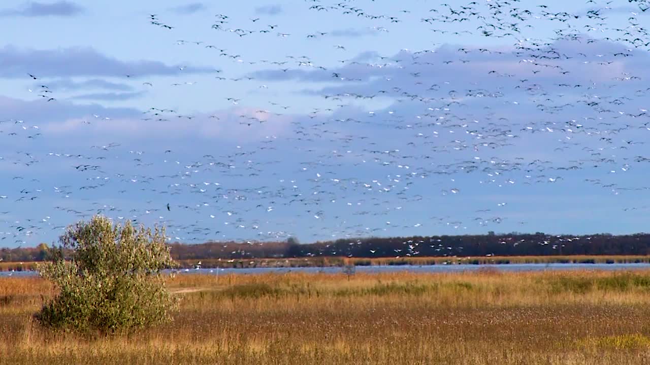캐나다 기러기는 미국의 습지나 늪 위의 하늘에 무리를 짓는다