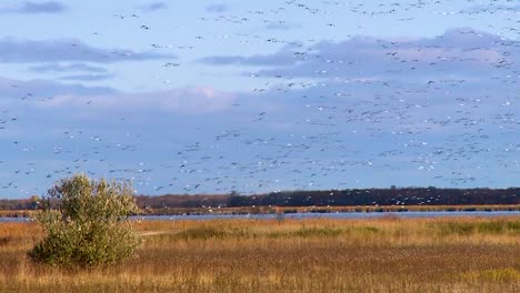 canada geese flock in the skies above a wetland or swamp in america