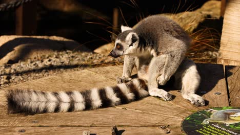 lemur exploring its surroundings at the zoo