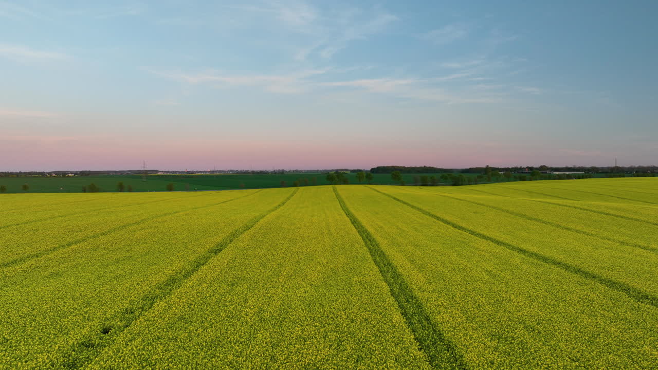 Close-up aerial view of a vibrant yellow rapeseed field with clear lines indicating crop rows