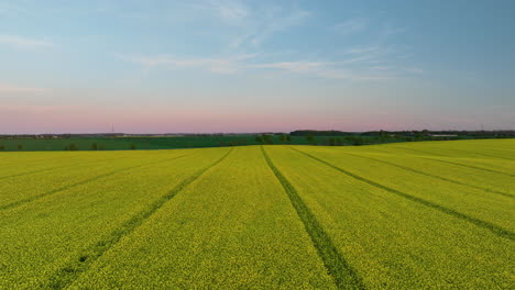 Vista-Aérea-De-Cerca-De-Un-Vibrante-Campo-De-Colza-Amarillo-Con-Líneas-Claras-Que-Indican-Hileras-De-Cultivos