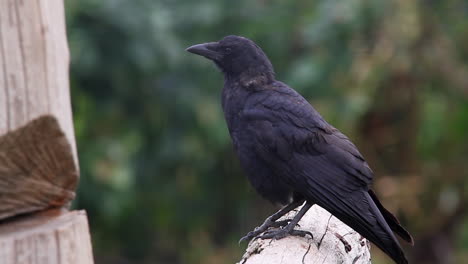 intelligent crow surveys forest scene from perch on