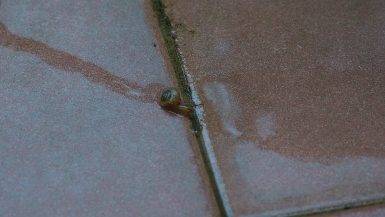 A cute baby snail with a small and fragile shell, moving on the wet tiled floor, leaving a slimy water trail behind, time-lapse shot.