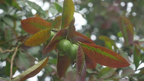 guavas hanging on a tree branch