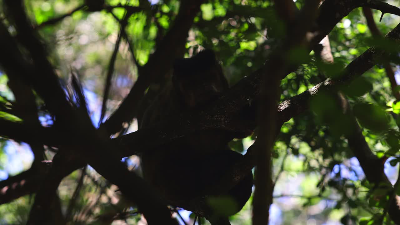 обезьяна отдыхает высоко на дереве в короне. убежище от солнца в тени. животные в сафари-парке, южная африка