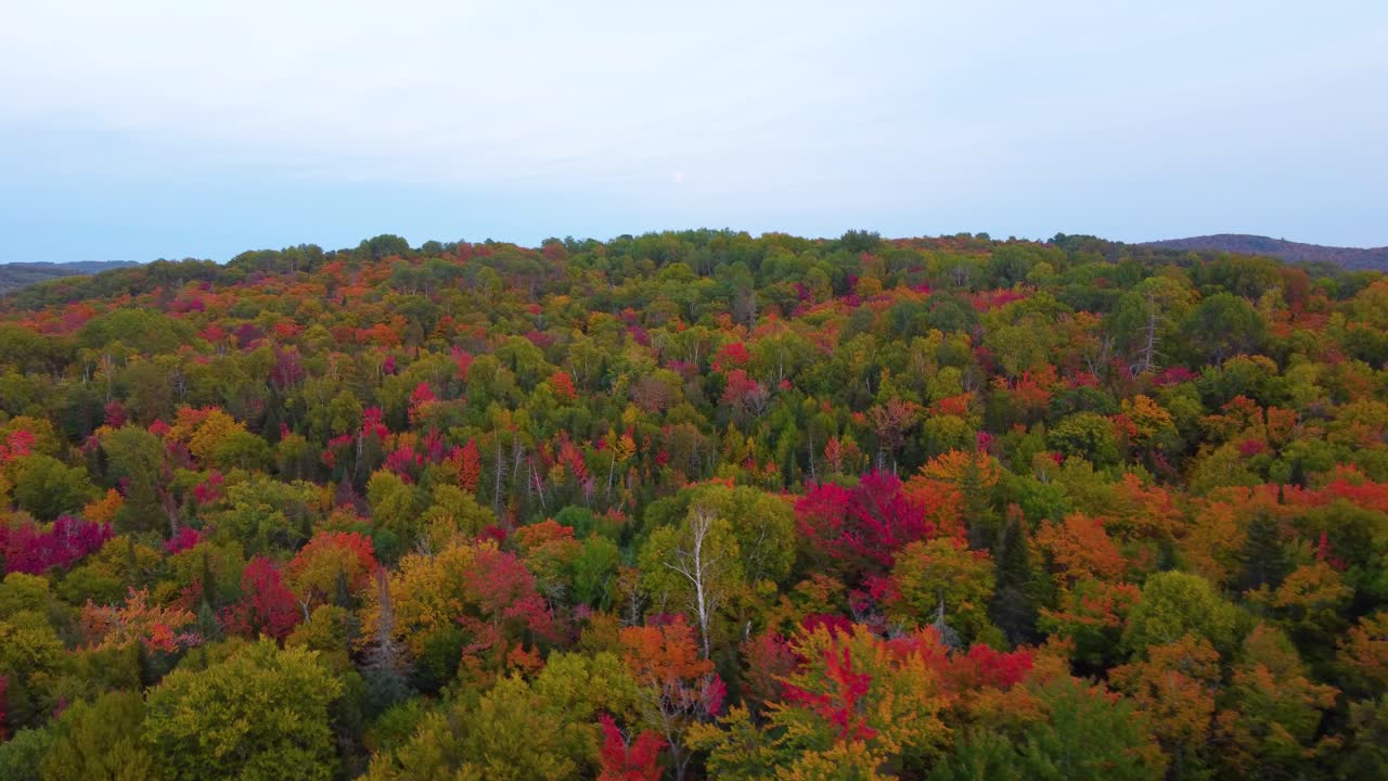 Lush, Green, Red, Orange and Yellow Fall Foliage, Large Forest Autumn Day
