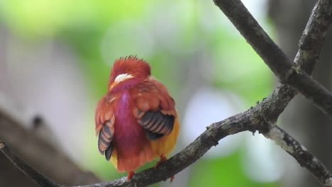 Visto-Desde-Detrás-De-Un-Martín-Pescador-Enano-Oriental-O-Pájaro-Ceyx-Erithaca-Posado