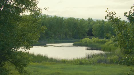 walden ponds is a wetland area created from former industrial gravel pits in boulder, colorado, usa