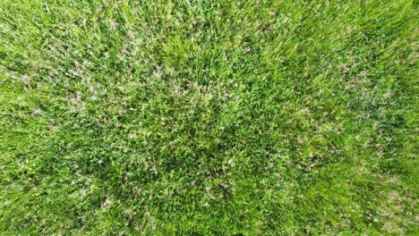 Vista-Aérea-De-Arriba-Hacia-Abajo-De-Drones-De-Vuelo-Lento-Sobre-Campo-De-Primavera-Ventoso-Verde-4k