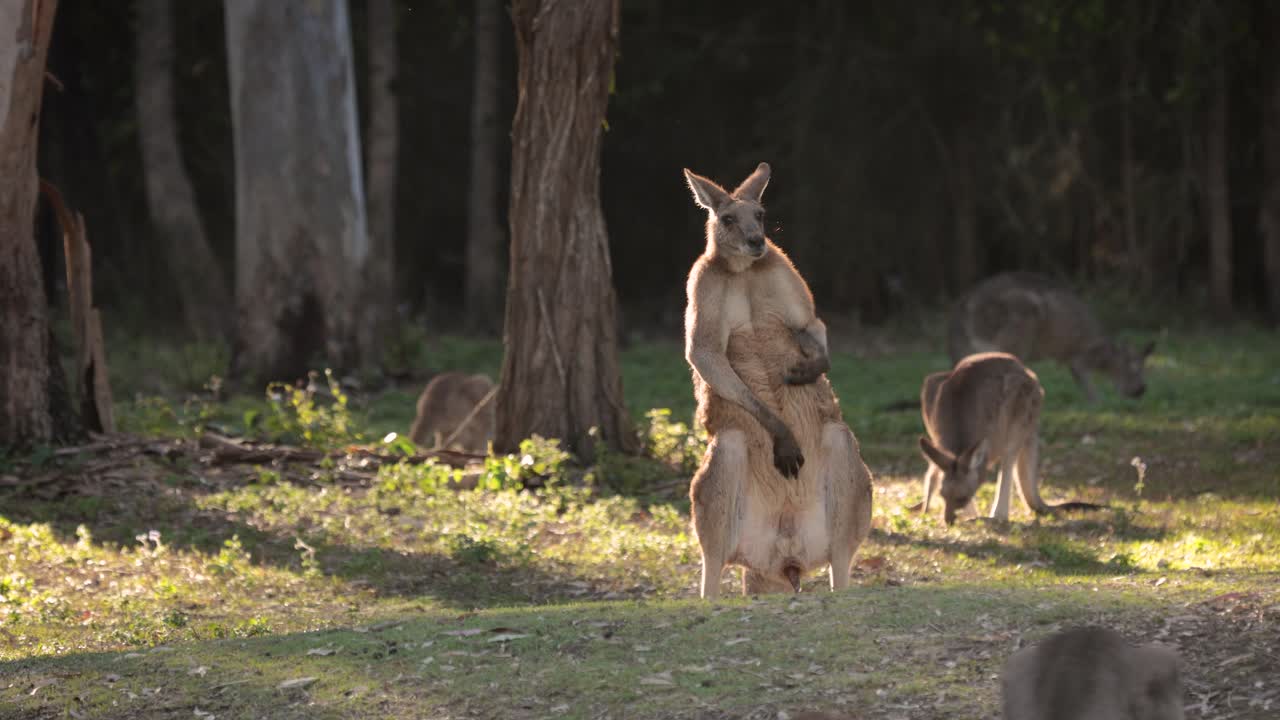 disparo de cerca gran macho canguro gris oriental rascándose el vientre, parque de conservación del lago coombabah, gold coast, queensland