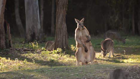 Close-shot-large-male-Eastern-Grey-kangaroo-scratching-its-belly,-Coombabah-Lake-Conservation-Park,-Gold-Coast,-Queensland