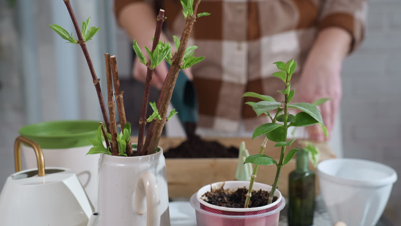 Lower view showing close up of green leaf budding from slender stem, blurry background of lady mixing dark soil with blue plastic scoop on wooden tray indoors under soft natural light