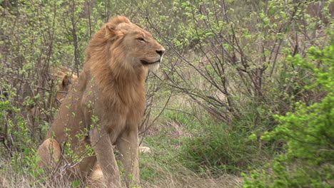 Young-male-lion-watches-surroundings-and-lies-down-on-windy-day