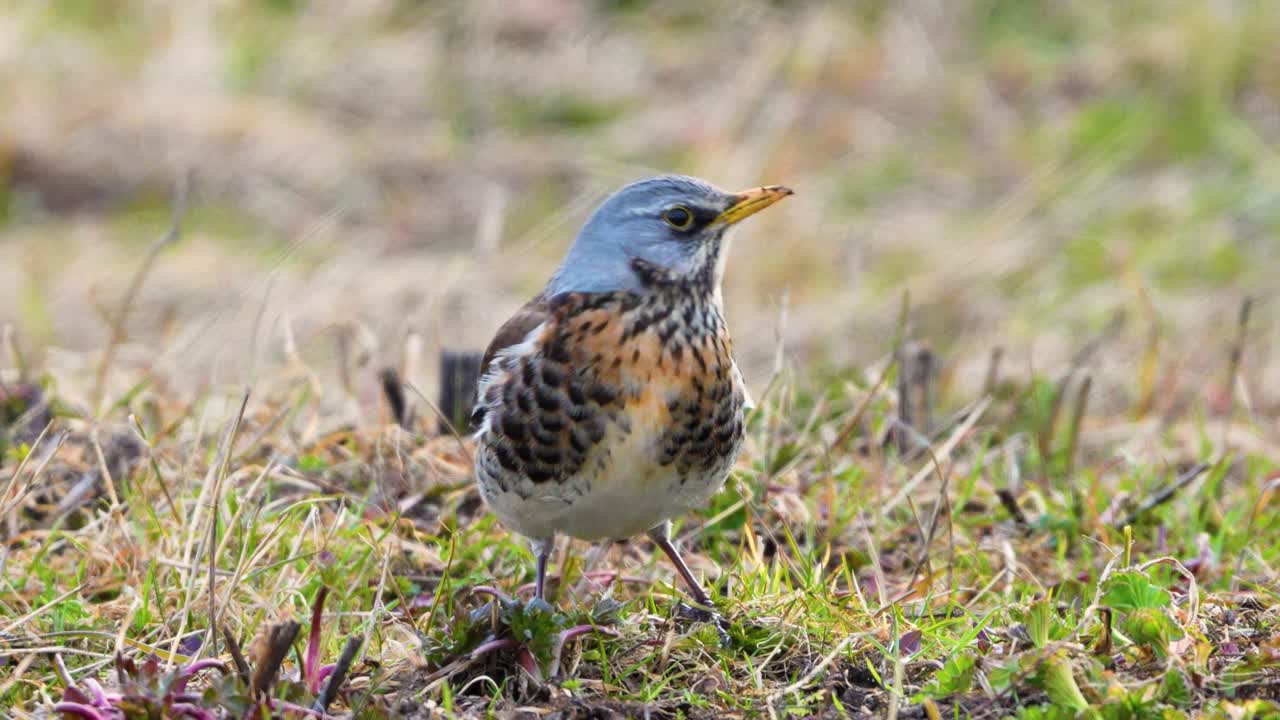Closeup of fieldfare displaying in 4k slow motion