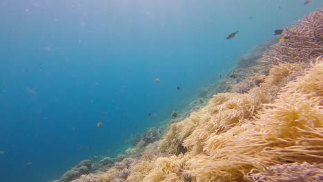 Coral-reef-landscape-of-Raja-Ampat-in-Indonesia-with-Tropical-fish-swimming-in-blue-and-pristine-sea