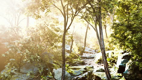 Grüner-Wald-Im-Morgensonnenlicht