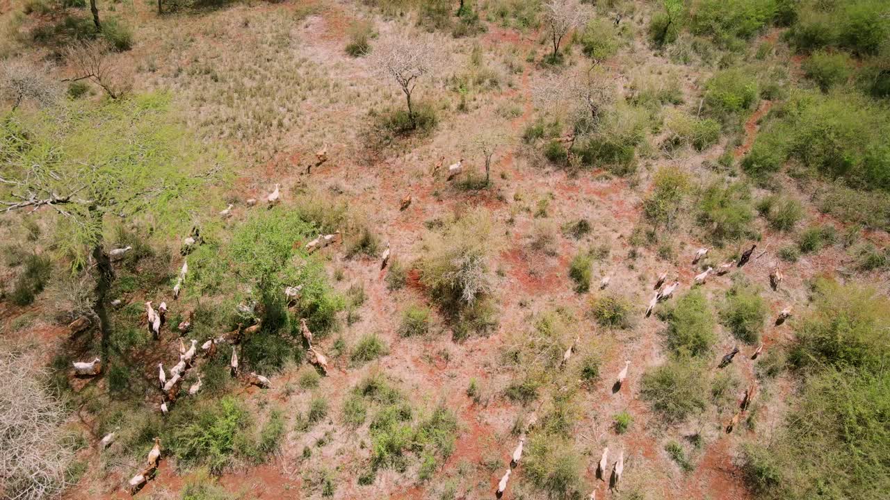 케냐 로이토키톡의 건조한 초원을 달리는 염소 떼의 공중 전망