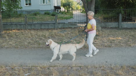 senior woman walking her golden retriever in a park